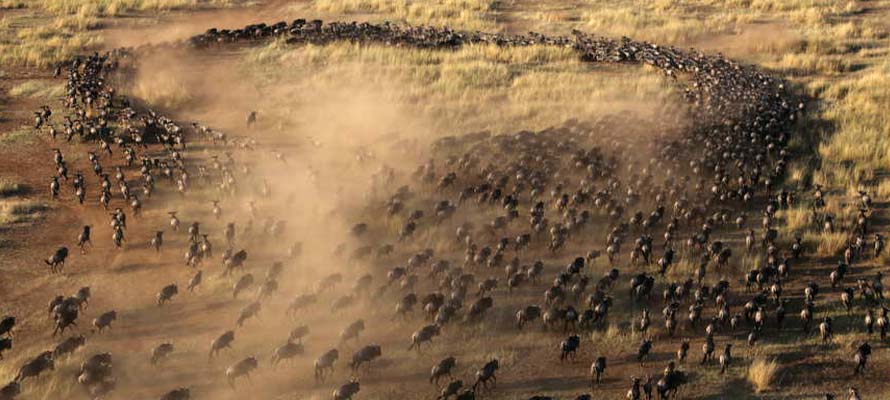 Serengeti: Africa's Wildlife Wonderland